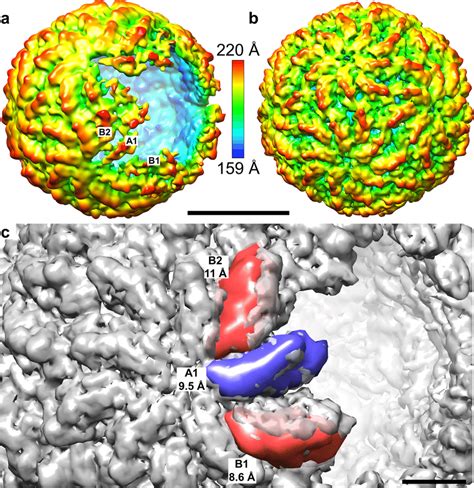 The Structure Of L Bc Open Particle A B Cryo Em Densities Of Open A