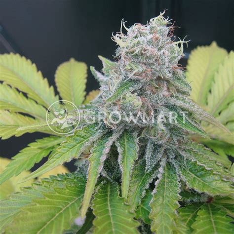 Seedsman Seeds Jack Herer Fast Feminizované Semínka Konopí