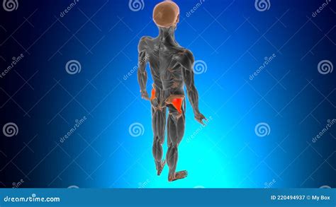 Anatomie Musculaire Gluteus Minimus Pour Concept Médical 3d