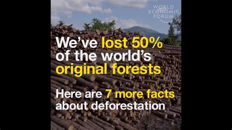 Deforestation Fun Facts