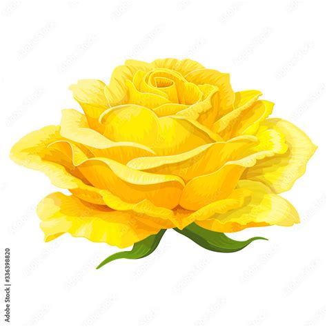 vector rose flower clip art on white isolated background Stock Vector ...