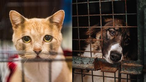 Perros Y Gatos Abandonados En Eeuu Enfrentan El Peor Final Por