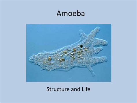 Ppt Amoeba Powerpoint Presentation Free Download Id2189014