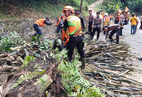 Upaya Cegah Bencana Pohon Tumbang Bpbd Sumedang Lakukan Penebangan