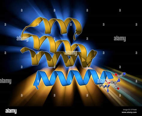 Type iv collagen hi-res stock photography and images - Alamy