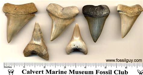 Fossil Shark Tooth Identification For Aurora North Caroina