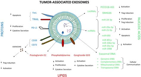 Cells Free Full Text Tumor Associated Exosomes A Potential