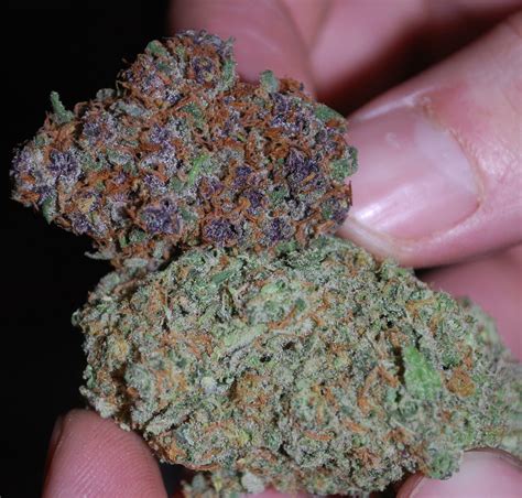 Cherry Pie Strain Information And Reviews Wheres Weed