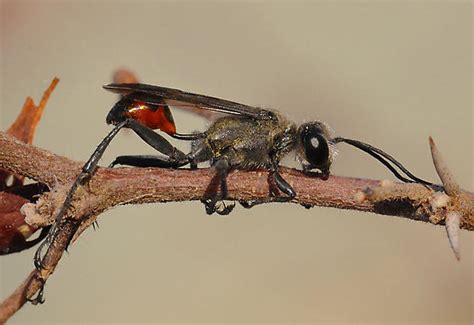 Wasp Prionyx Bugguide Net