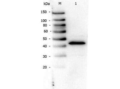 Ppar Alpha Nr C Antibody N Terminal Nb Novus Biologicals