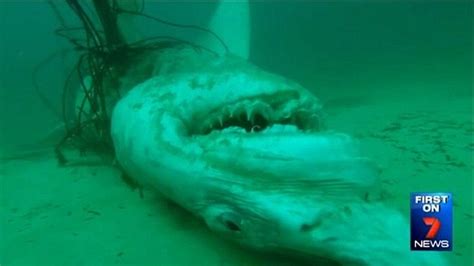 Shark At Bondi Beach Hours After Second Great White Is Found In Nets