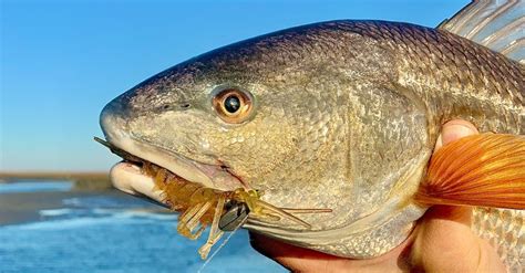 EASIEST Way To Catch Redfish In The Winter Best Tide Spots Lures