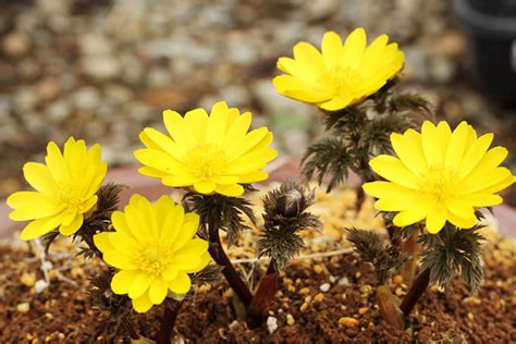 フクジュソウ福寿草の育て方 中越植物園website