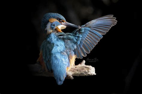 Crowd Results Birds Preening Bird Photo Contest Photocrowd Photo