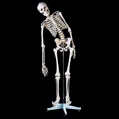 Flexible 180cm Tall Human Skeleton Model - Life Size Anatomical Medical Anatomy | eBay