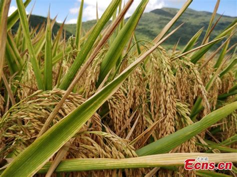 Ecnscn Rice Variety Developed By Chinas ‘father Of Hybrid Rice Sets Record In Hainan