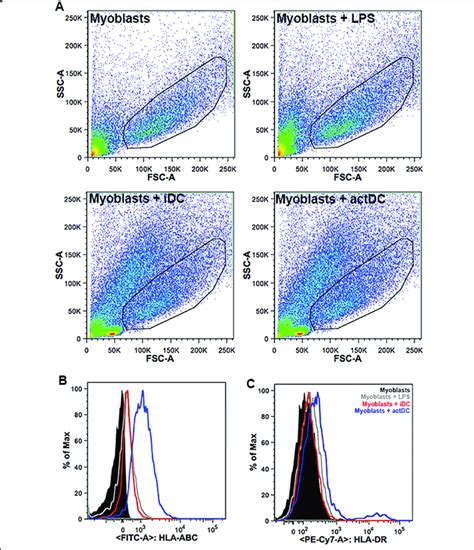 Hla Abc And Hla Dr Expression On Myoblasts Is Increased During The