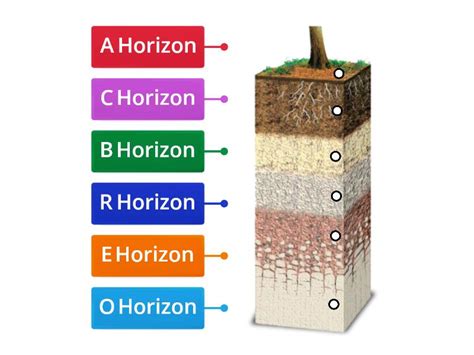 Soil Horizon - Labelled diagram