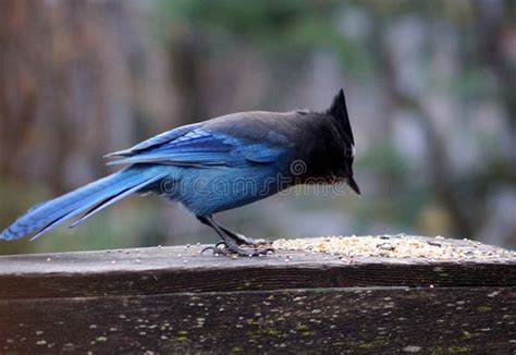 Stellers Jay Feeding stock photo. Image of eyebrows, cyanocita - 49349648