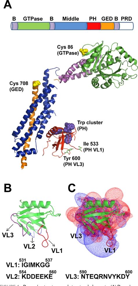 Figure From Alternate Pleckstrin Homology Domain Orientations