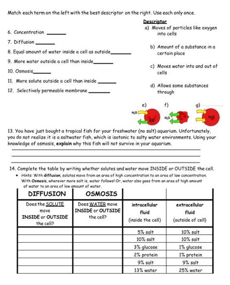 Solved Diffusion and Osmosis Worksheet 1. How are the | Chegg.com ...