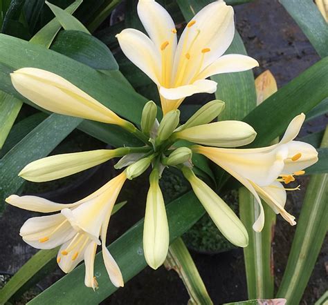 Clivia Miniata Putney Gold X Jim Holmes Cotswold Garden Flowers