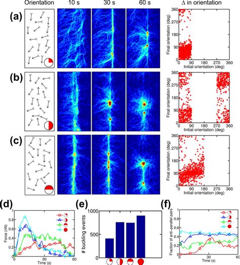 Initial Orientation Of Actin Filaments Regulates Bundle Formation And