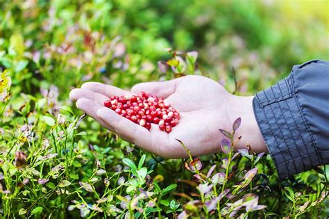 How to Grow Cranberries | Gardener’s Path