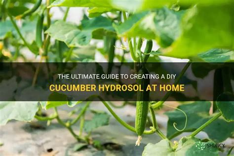 The Ultimate Guide To Creating A Diy Cucumber Hydrosol At Home Shuncy