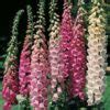 Foxglove Excelsior Mixed Bi Annual Cottage Garden Plug Plants Pack X6