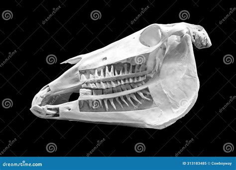 Horse Skull Horse Teeth Horse Anatomy Stock Image Photo Stock Image