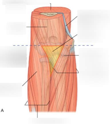 Cubital Fossa Diagram Quizlet