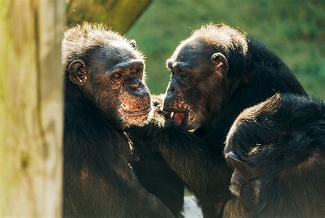 From Exploitation To Freedom A Journey Of Justice For Retired Us Lab