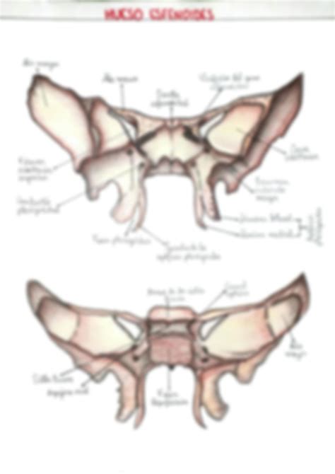 SOLUTION Estructuras de los huesos del cráneo Occipital y esfenoides