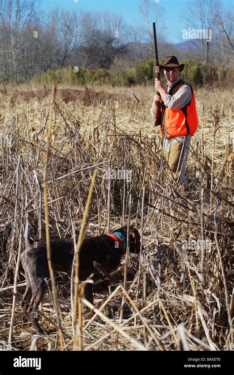 Upland Bird Hunter Holding Gun Upright Waiting For Bird To Flush As