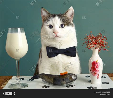 Cat Milk Raw Fish - Image & Photo (Free Trial) | Bigstock