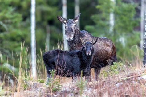 Experten S Ska Du Jaga F R Att Inte Verbeskatta Lgstammen Svensk Jakt