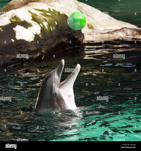 Dolphin In The Dolphinarium Zoo Duisburg Germany Stock Photo Alamy