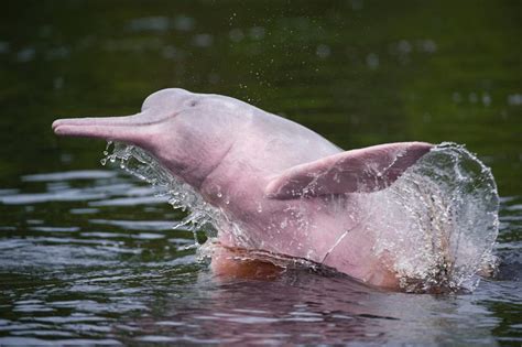 Amazon Pink River Dolphin