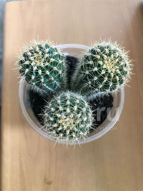 Кактусы 🌵 — купить в Красноярске. Горшечные растения и комнатные цветы ...