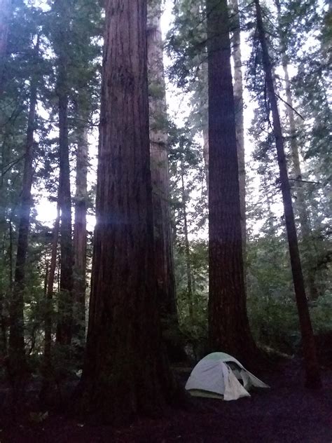 Slept beneath giants of the Redwood forests last week. Returned home to ...