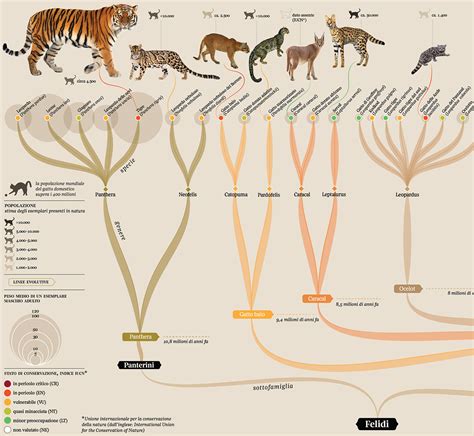 Felidae: cat family tree/ La Lettura :: Behance