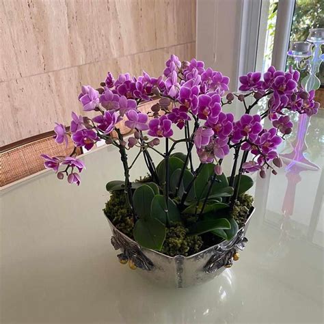 calça Todo ano Suscetível a como cuidar de orquideas em vaso passo a