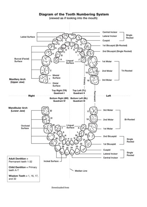 Diagram Of The Tooth Numbering System printable pdf download