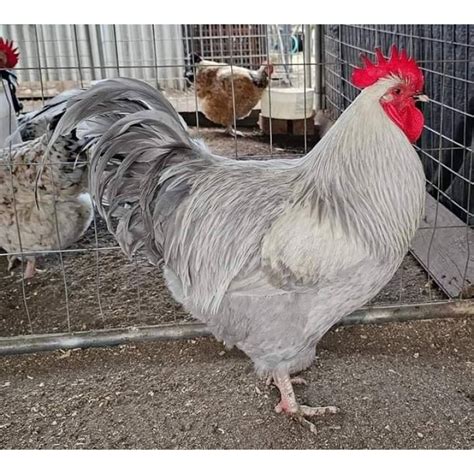 Lavender Orpingtons The Chicken Farmers