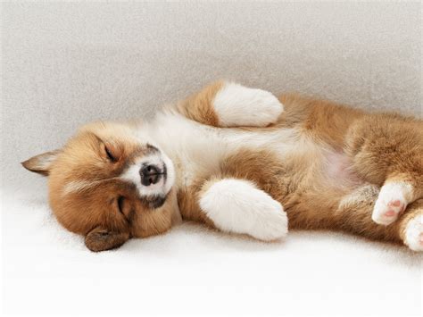 Sleeping Welsh Corgi Pembroke dog photo and wallpaper. Beautiful ...