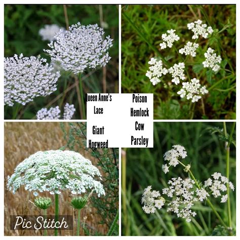 For Those That Wanted The Lookalike Plants To Queen Annes Lace I Found Another Informative