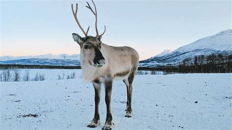 Cool Reindeer Facts You Didn't Know - Orlando Science Center