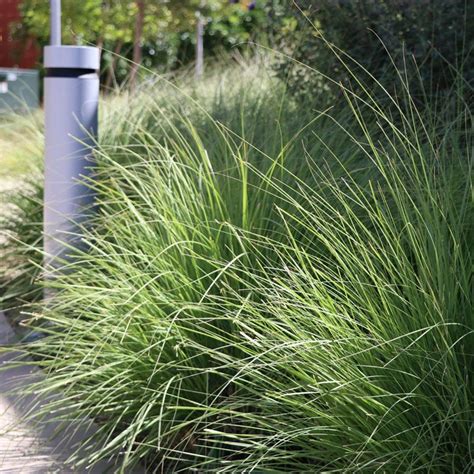 Muhlenbergia Rigens Deer Grass California Native Plants Native Plants Grass Alternative