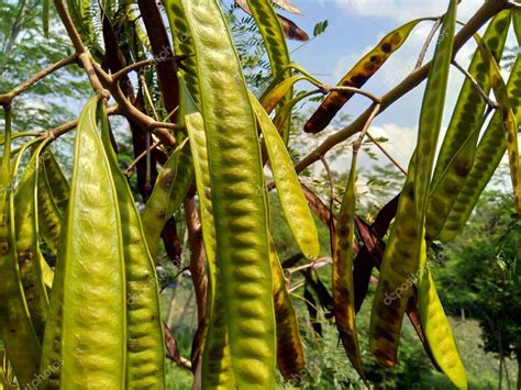 Leucaena Leucocephala Jumbay Tamarindo De Río Subabul Popinac Blanco árbol De Plomo Blanco